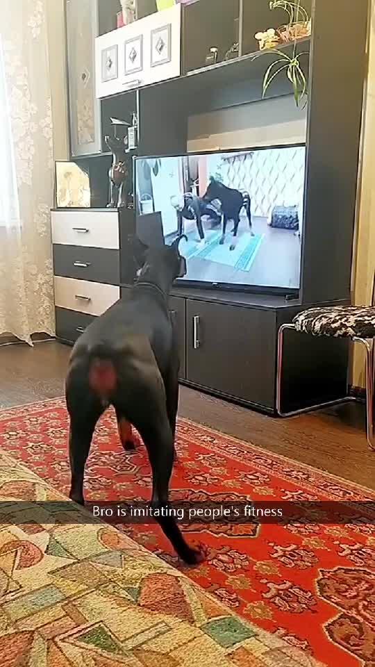 🐶 Dogs vs TV Hilarious Moments 🖥| Viral Funny Pets Videos 🤣    👇🏼 YouTube.com/@GeorgeChristmas