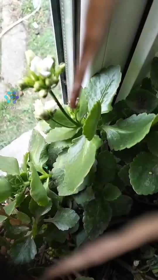 Iubesc florile ,iubesc natura cu totul ce conține ea..