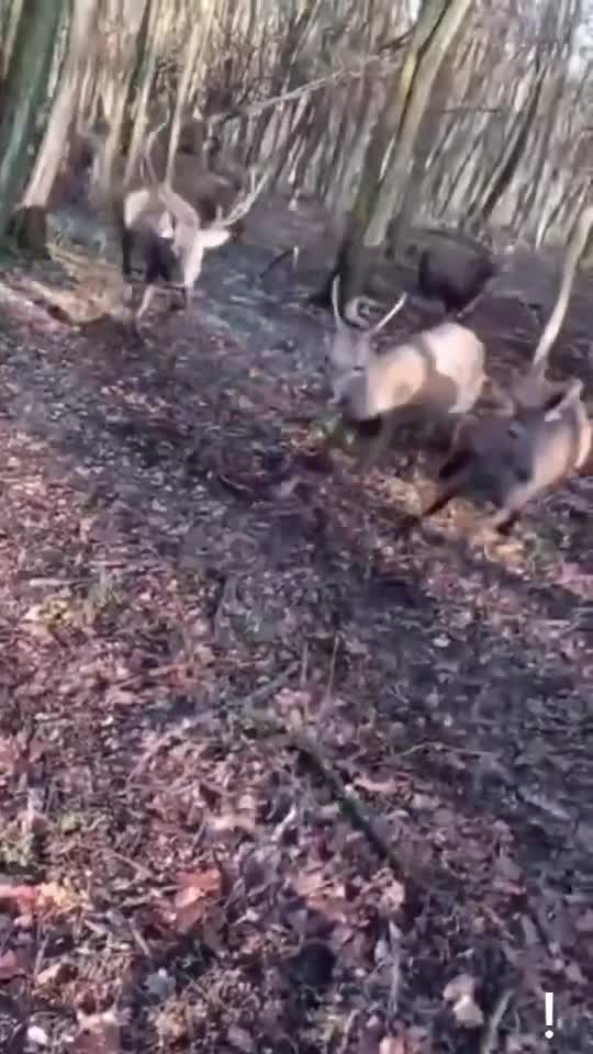 look out for the stags
