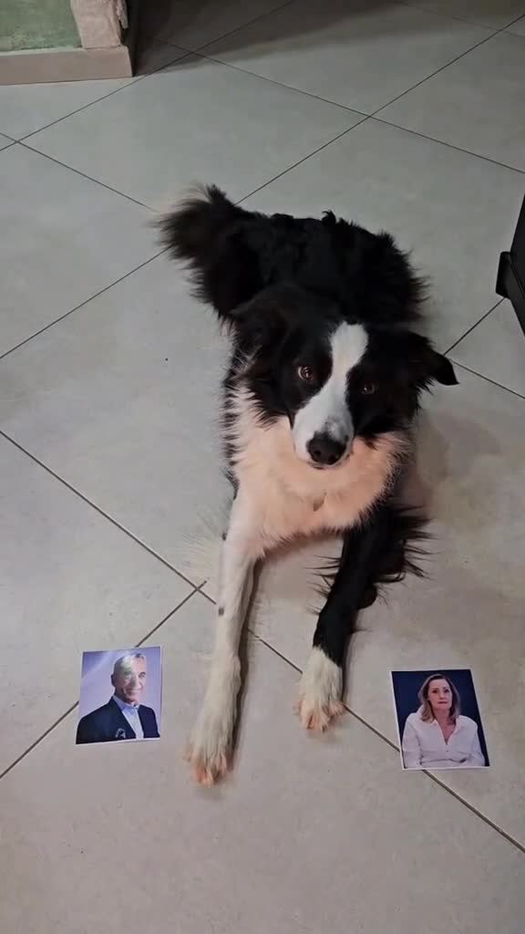 votam cu toții ??? 🤣🤣🤣🥰🤣
  ,