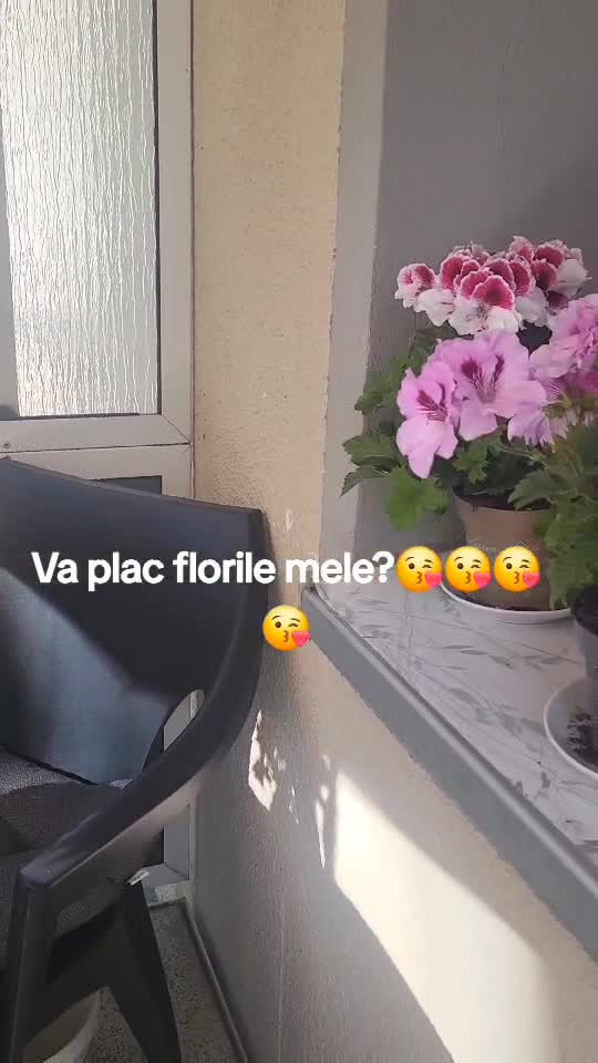 Frumosele mele.