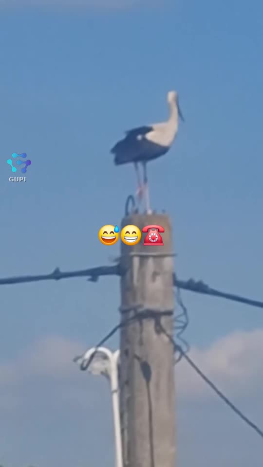 Video de @gupiuser319769