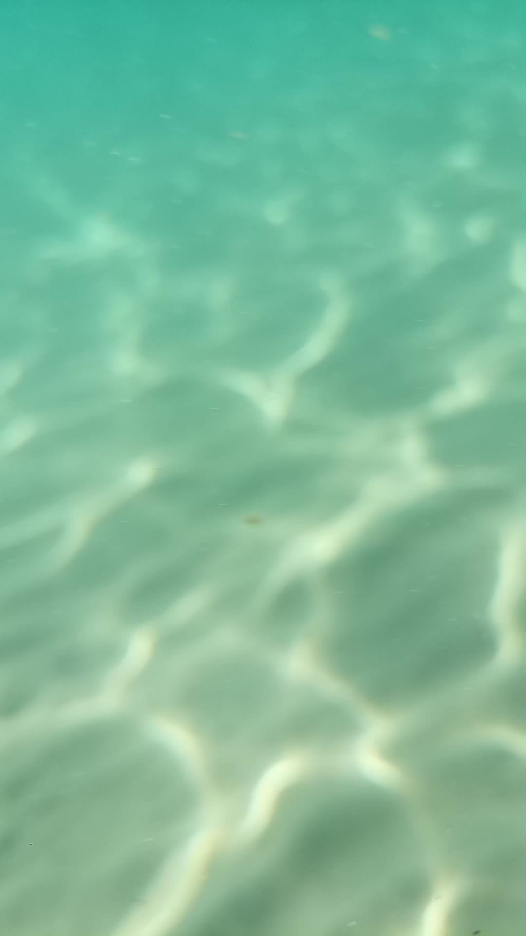 wooow...🐟🐟🐟🐟|||{"overlays":[{"text":"videoclip \nIn \nmare","x":0.25277777777777777,"y":0.060707269155206314,"fontSize":26.0,"color":4294967295,"isEmoji":false}]}