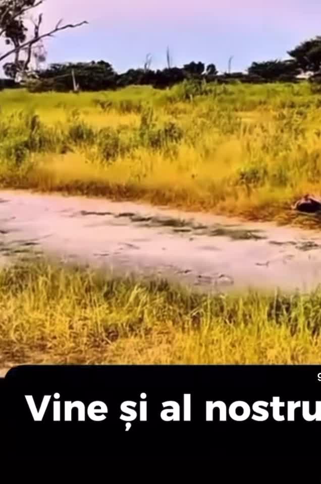 Vine și al nostru🤣🤣🤣