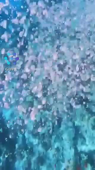 scuba’s diving