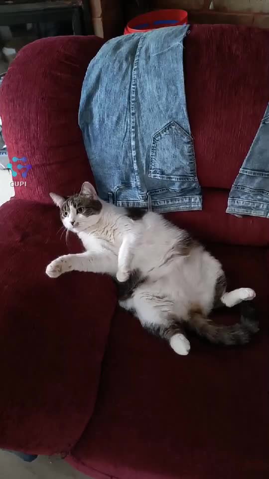 Video de @gupiuser164981