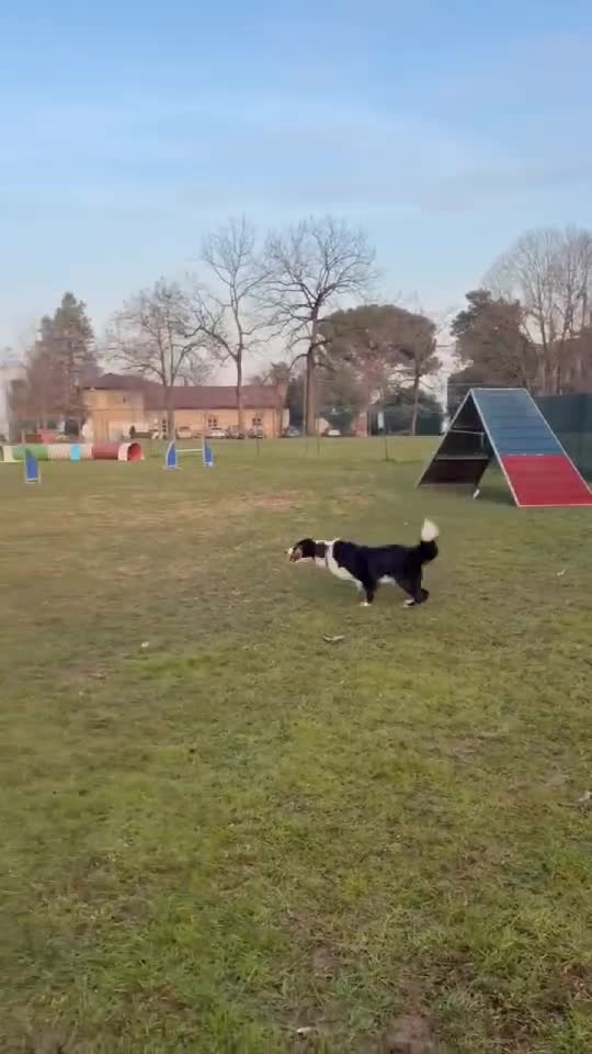 Oferim cursuri de dresaj si educație canină online.
Nivel sportiv profesional si nivel începător. 
info : 0039 351 791 0891.