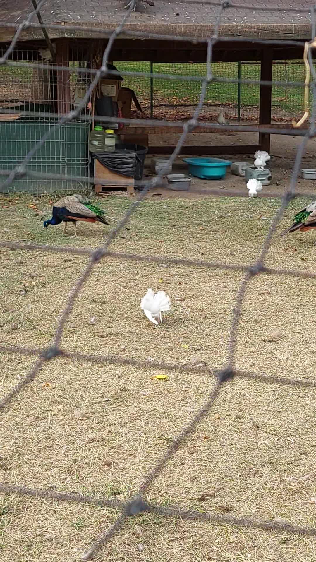 Chiar dacă afara e cam rece am ieșit la o plimbare în parc și am filmat și acesti frumosi păuni.