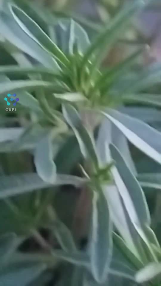 O seară frumoasă !