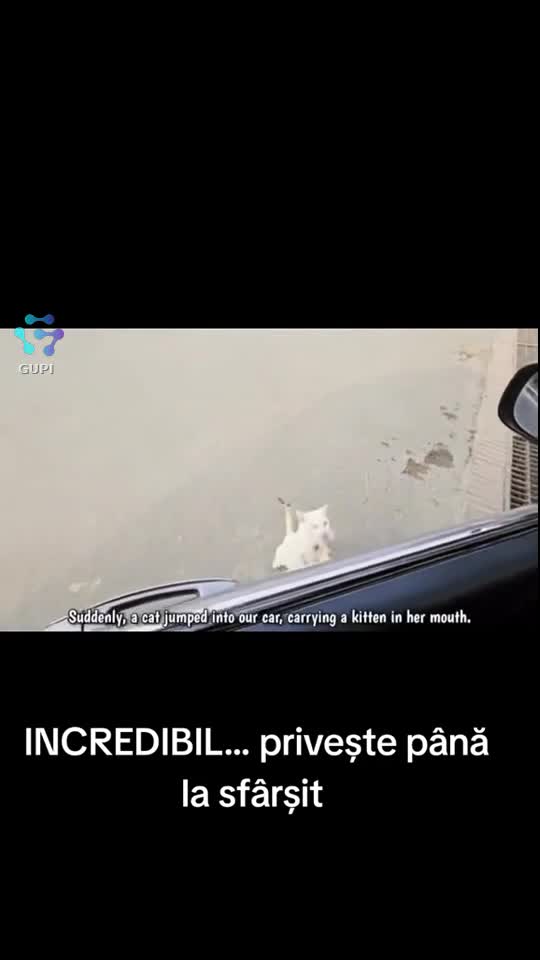Video de @gupiuser147071
