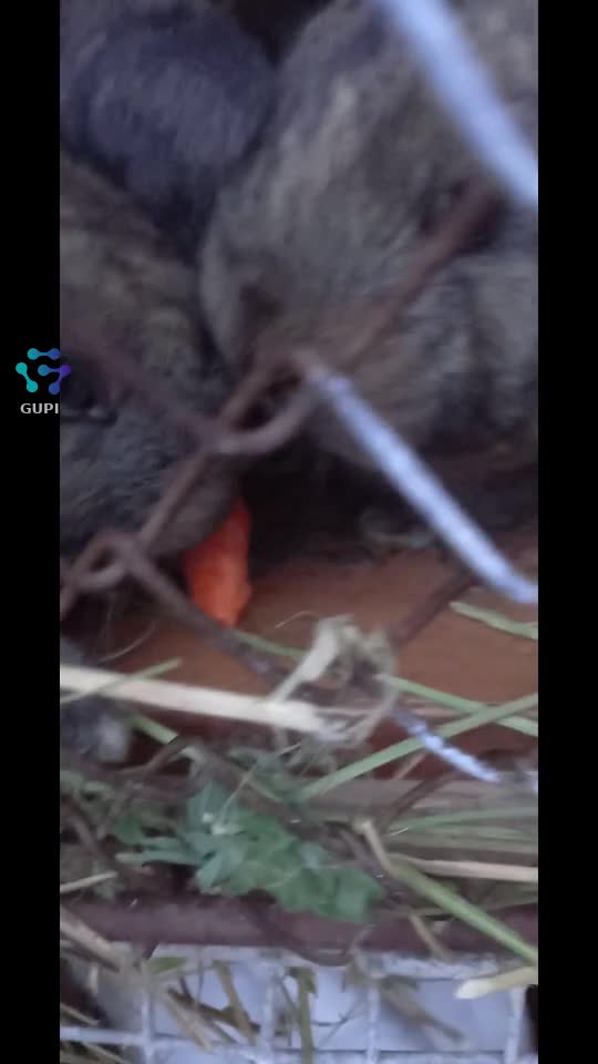 Video de @gupiuser313675