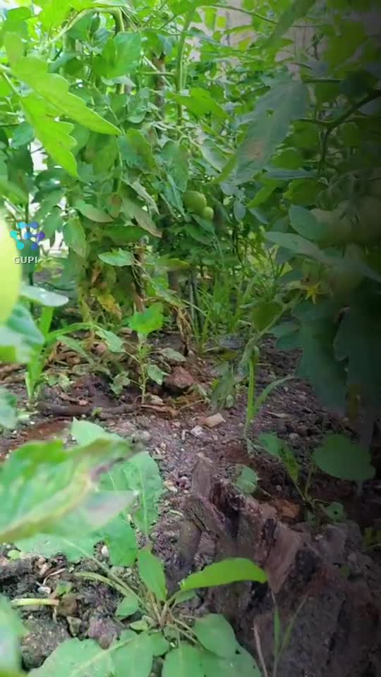 Video de @sorinel19