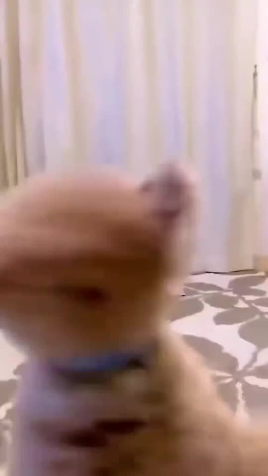 funny animals