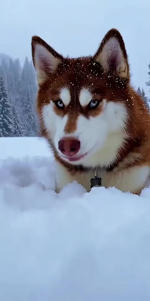 Dog Thinks Snow Is Food 🐶😂